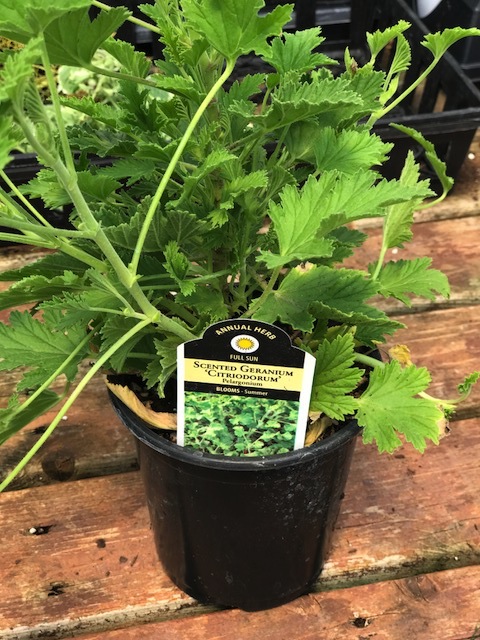 scented-geranium-plants